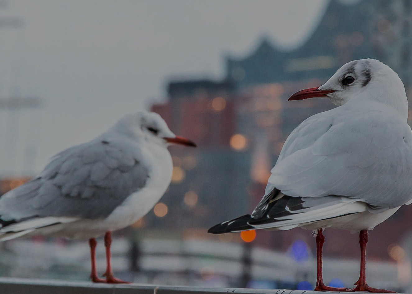Zwei Möwen. Im Hintergrund die Elbphilharmonie