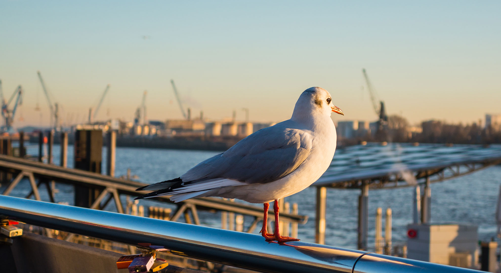 Eine Möwe von der Seite, im Hintergrund der Hamburger Hafen